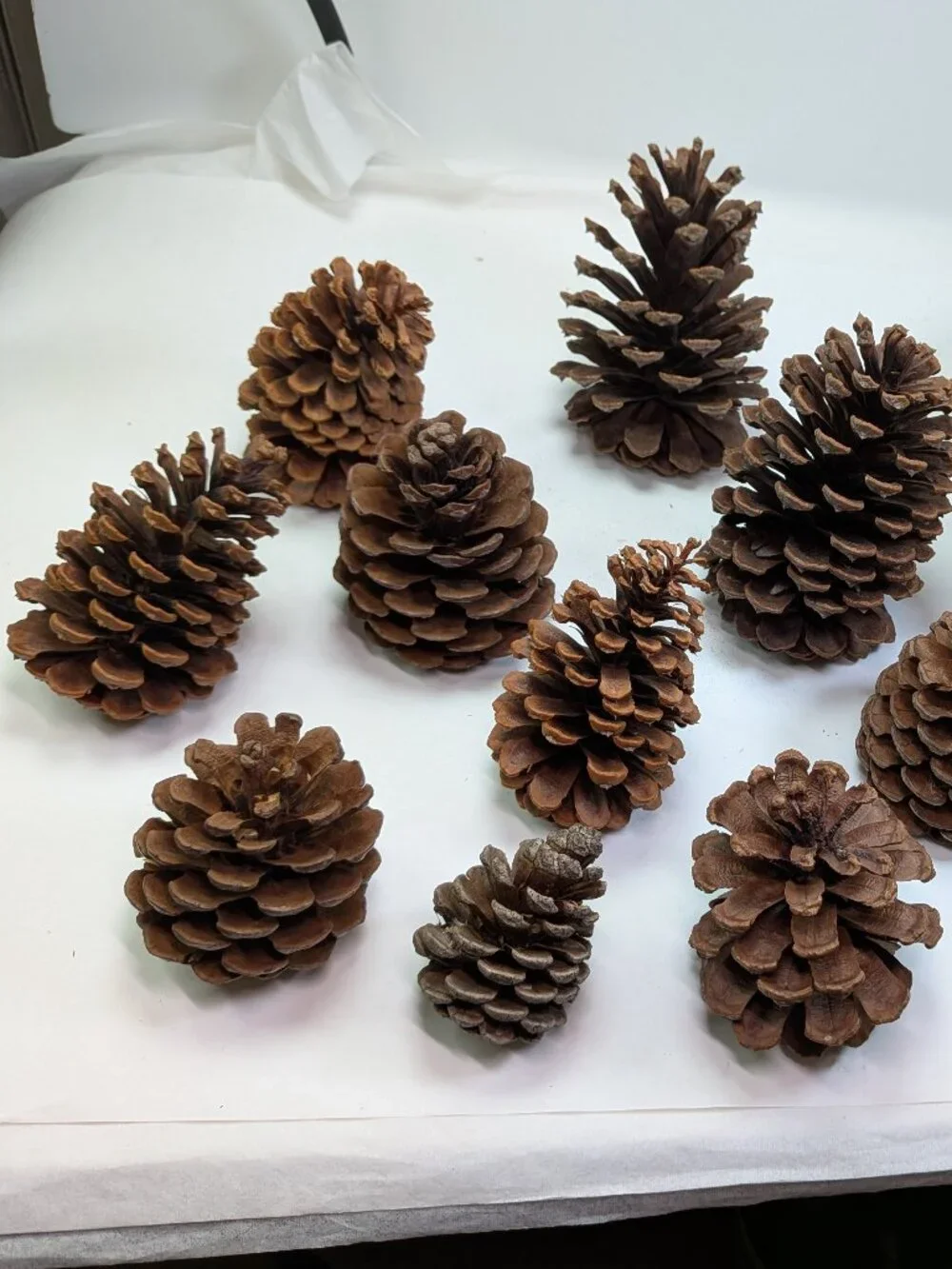 Natural Pine Cones Lot of 17 Assorted 3-4